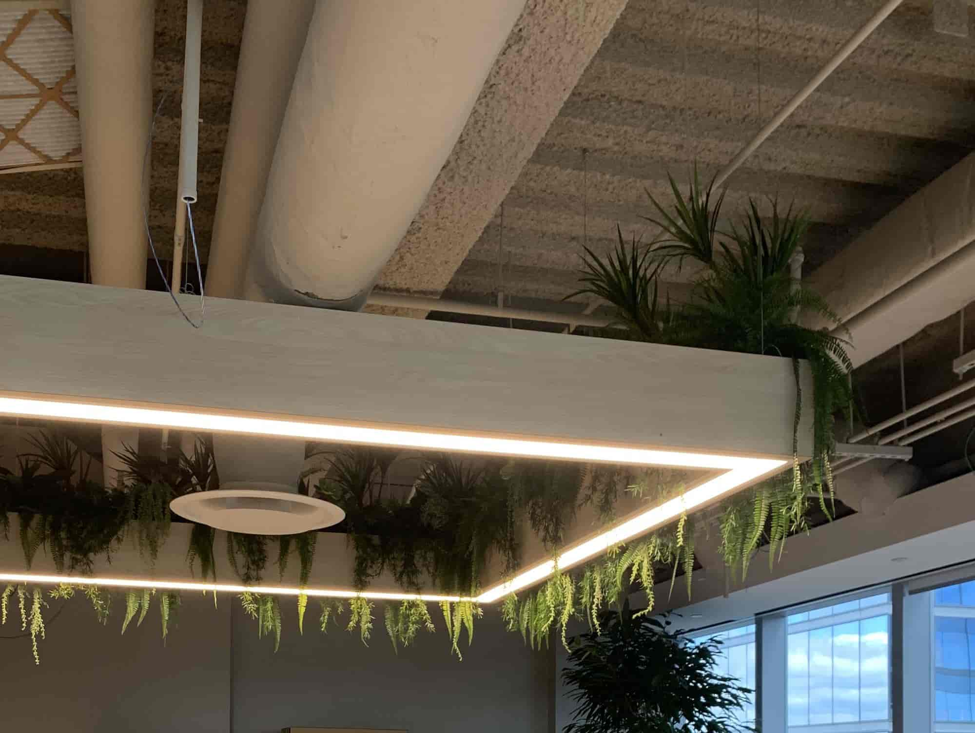 Artificial trailing greenery in a ceiling planter above an office kitchen