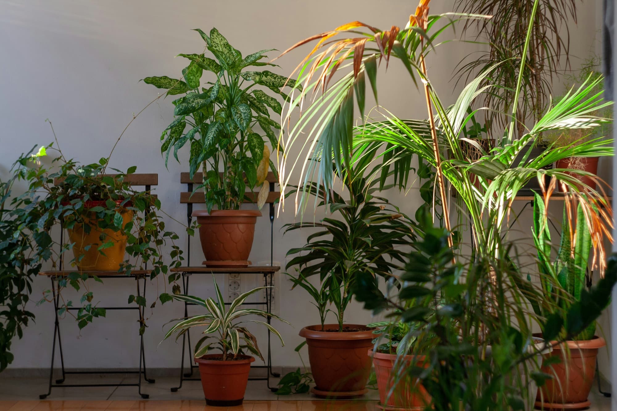 What Happens to Your Toronto Office Plants Over Summer Vacation — And How to Prevent It