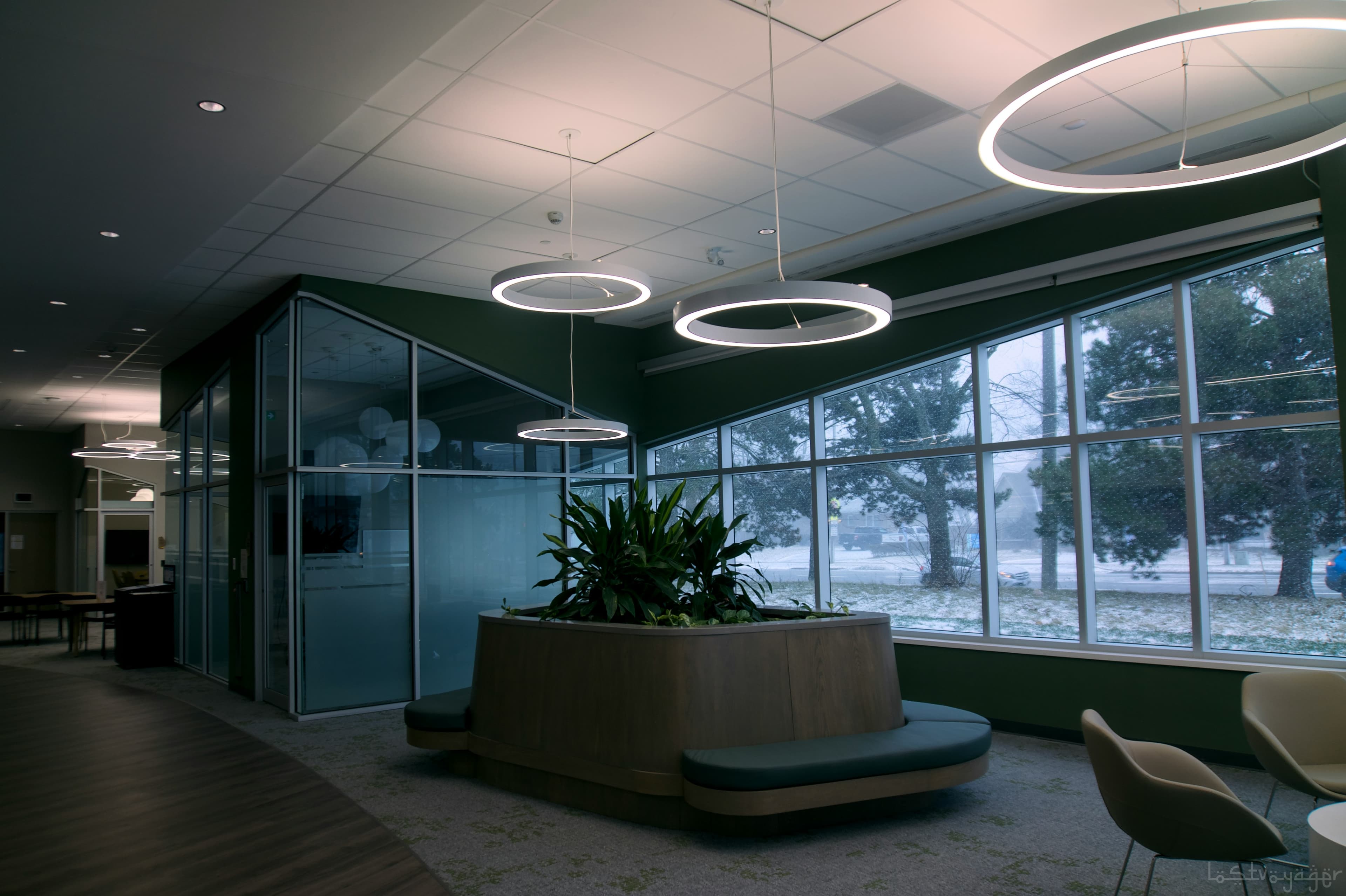 Leasing vs. Buying Office Plants in Toronto: Which Model Makes Sense for Your Business?