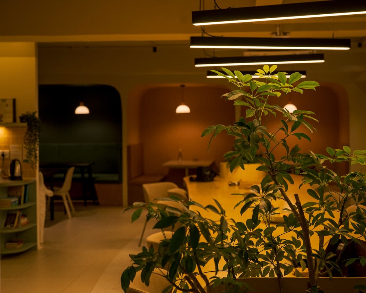 How Office Plants Help Reduce Noise in Toronto's Open-Plan Workspaces