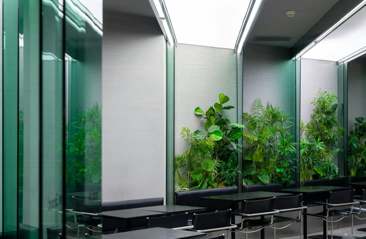 Why Your Toronto Office Plants Are Struggling in Spring — and What to Do About It