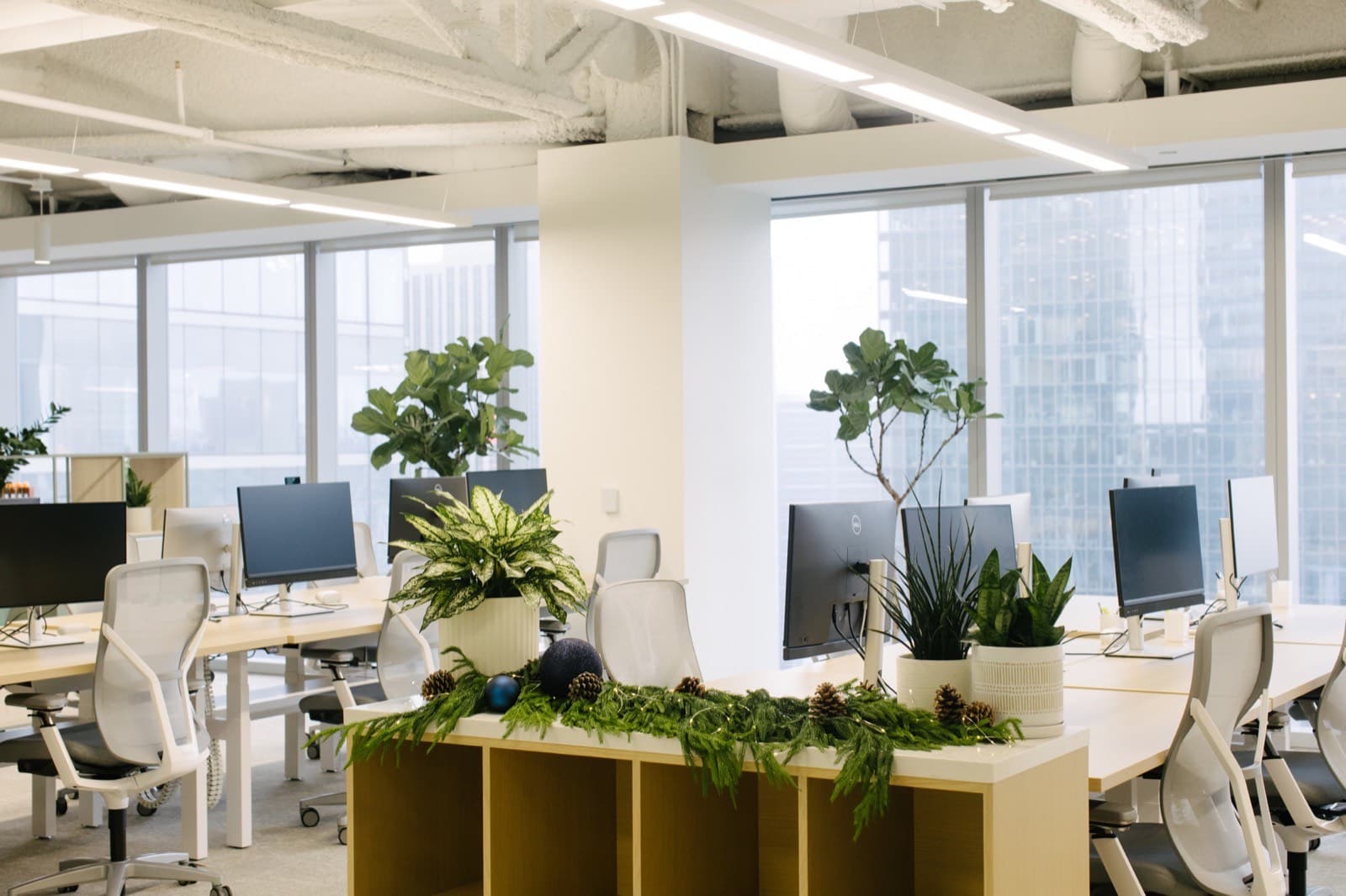 Poinsettia Care in an Office: The Four Things That Actually Kill Them