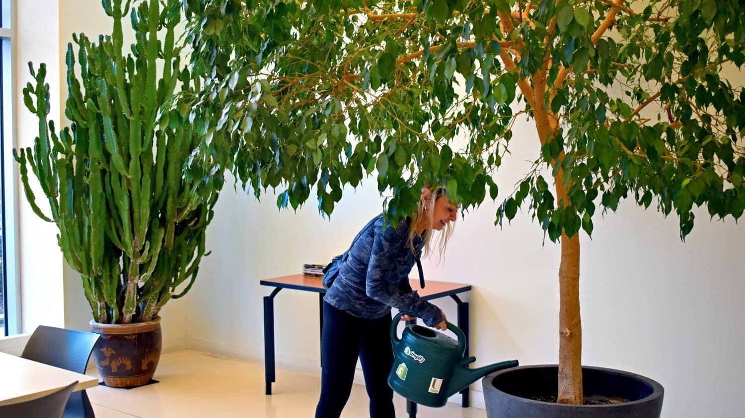 Root Rot Treatment for Toronto Office Plants: Can Yours Be Saved?