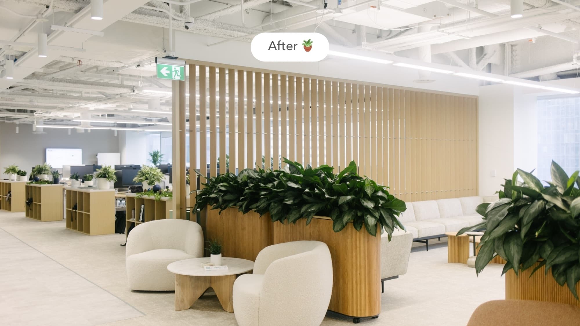 Office after Benji's plant design