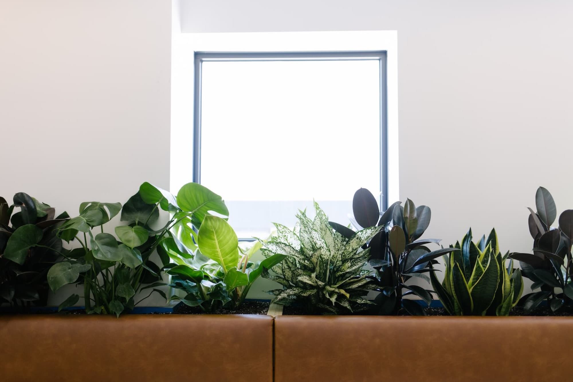 Corporate workspace with tropical plant design