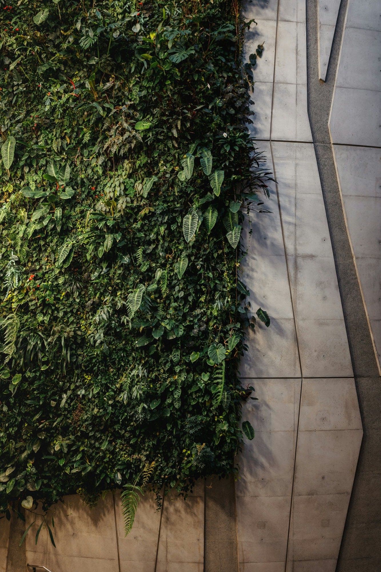 A tall wall densely planted with tropical foliage, next to a concrete escalator