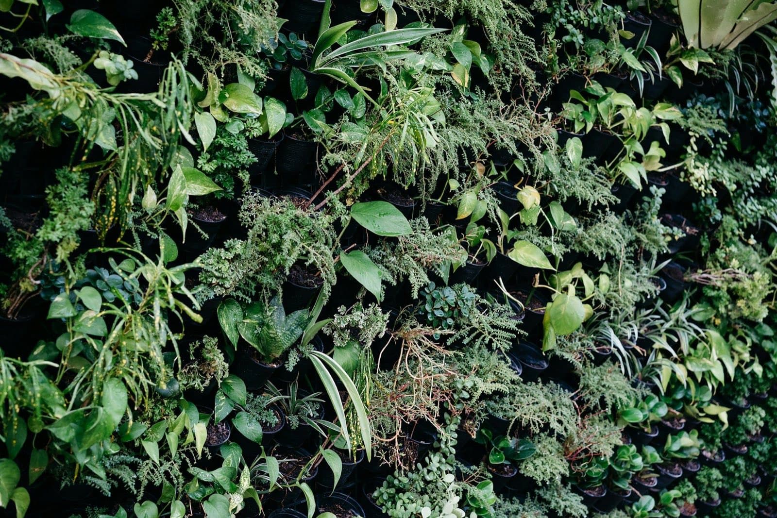 Close-up of a plant wall: a dense mix of trailing and upright green leaves