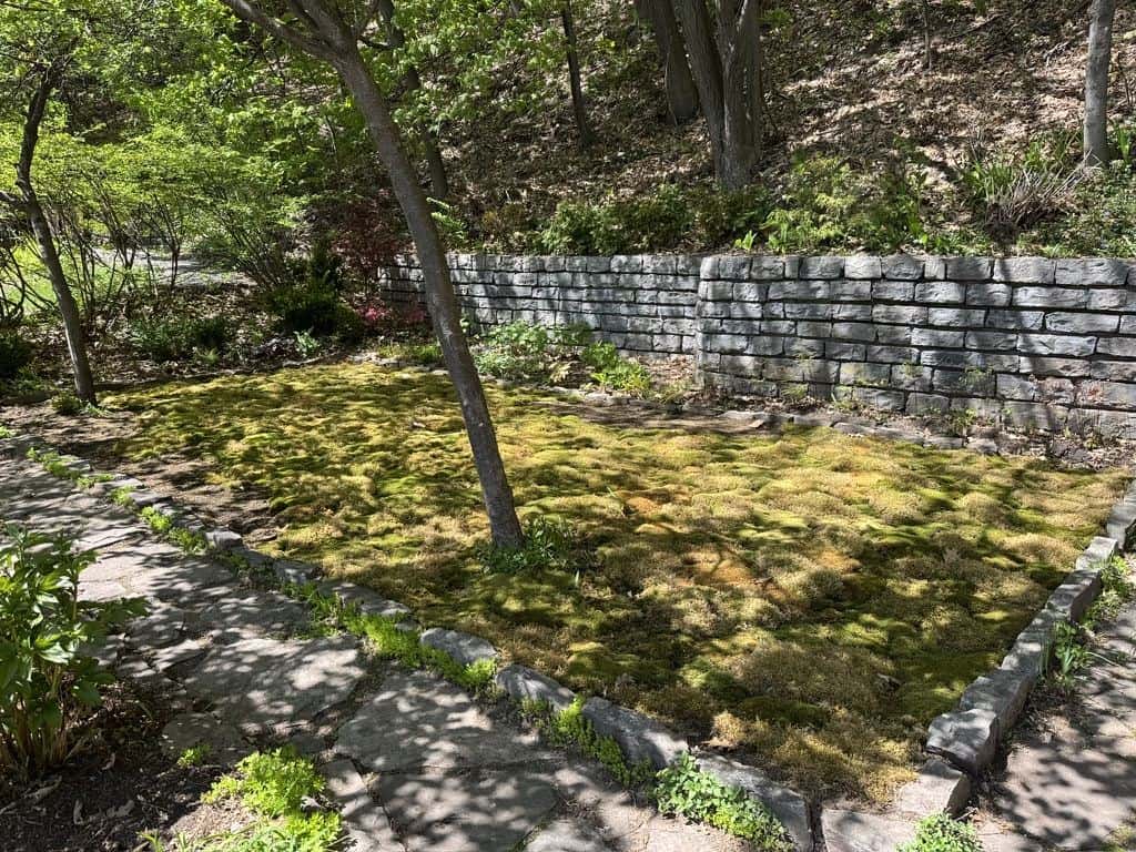 Moss garden laid along a stone retaining wall under dappled tree shade