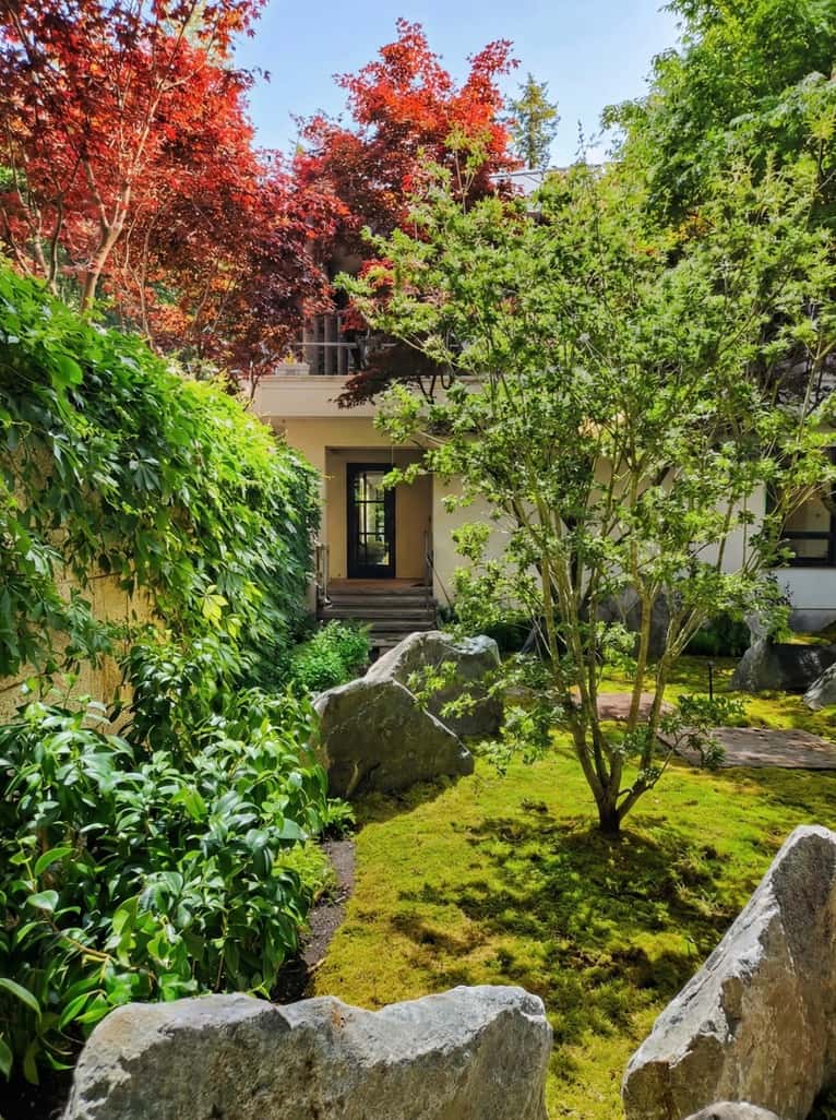 Sunlit courtyard moss garden with a green maple, feature boulders and a vine-covered wall