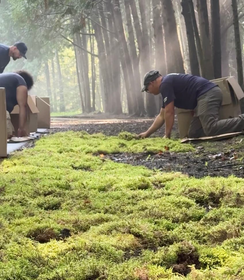 Installation crew laying fresh live moss along a path in a misty forest