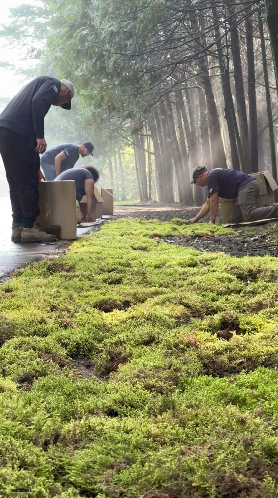 Installation crew laying fresh live moss beside a paved path in a misty forest