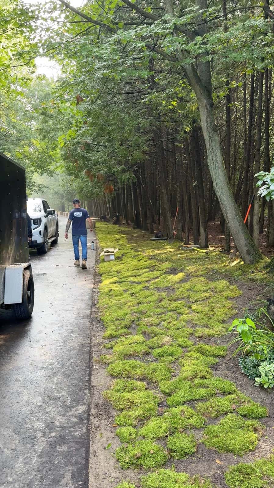 Long strip of freshly laid moss along a wet road under tall trees, with an installer walking beside it