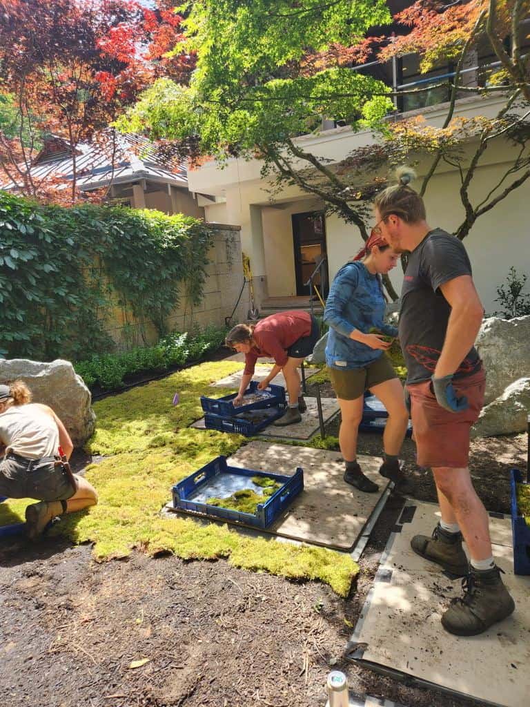 Installers laying trays of live moss into a garden bed