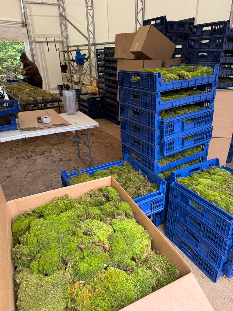 Stacked blue crates and cardboard boxes packed with live moss cushions at the growing nursery