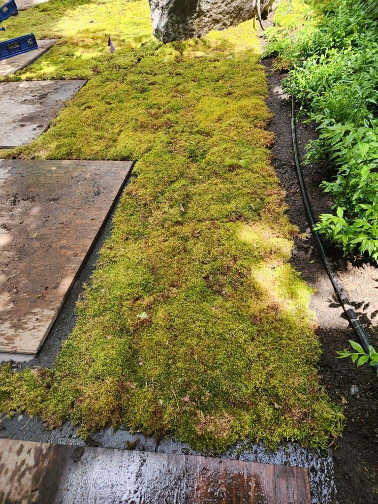 Live moss carpet running between wide stepping stones