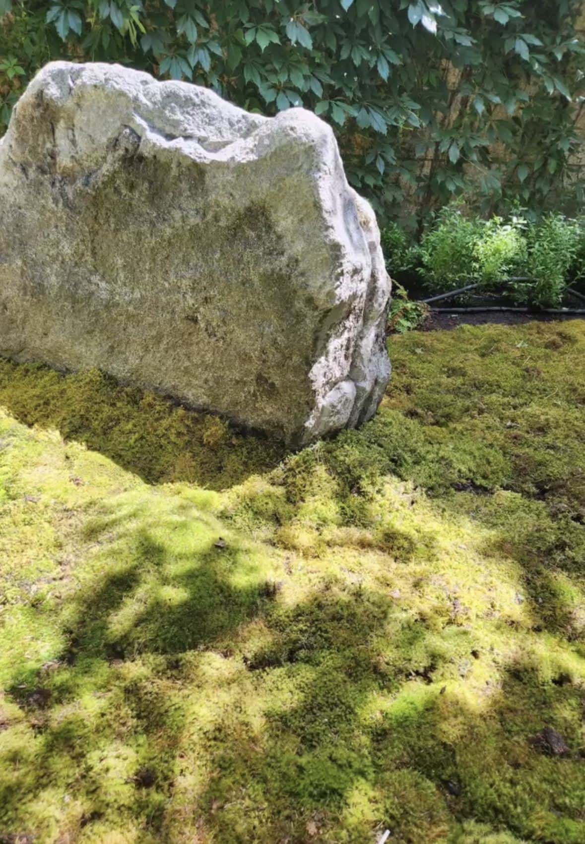 Close view of a feature boulder set into a carpet of live green moss