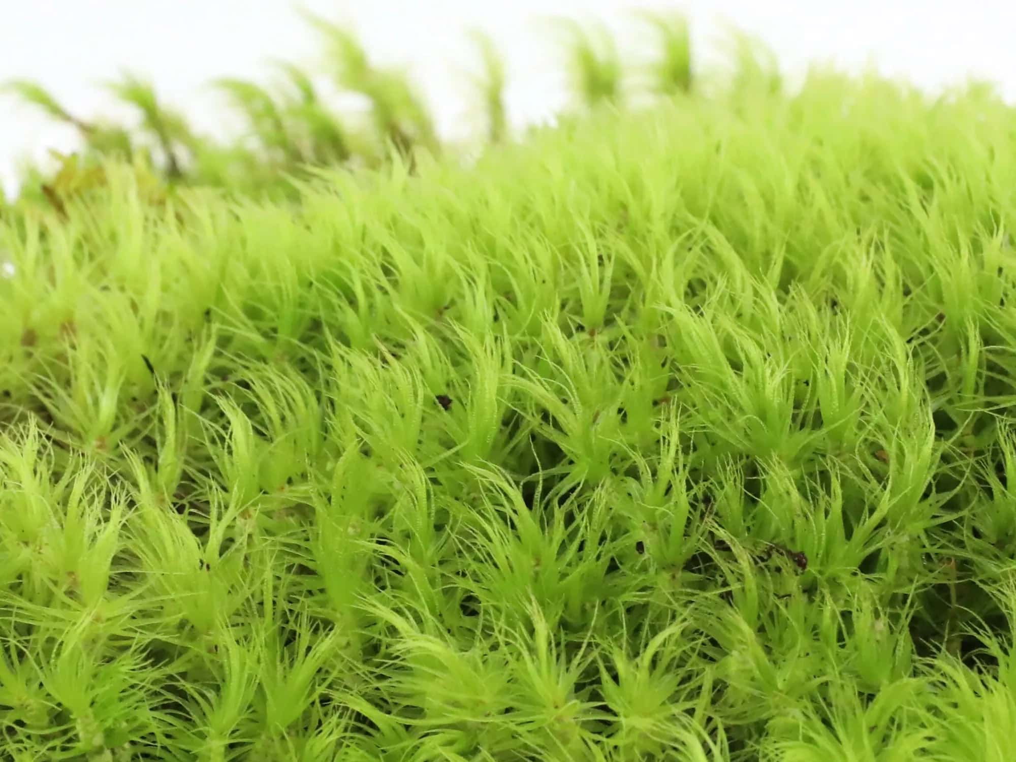 Bright green cushion moss (Dicranum) in close-up, showing its dense upright tufts