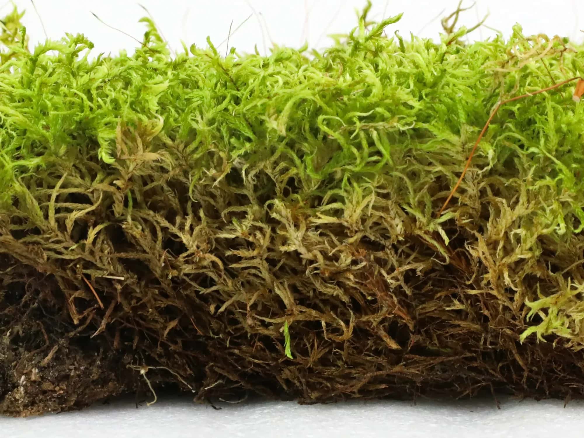 A sheet of live forest moss seen from the side, green on top over a russet mat