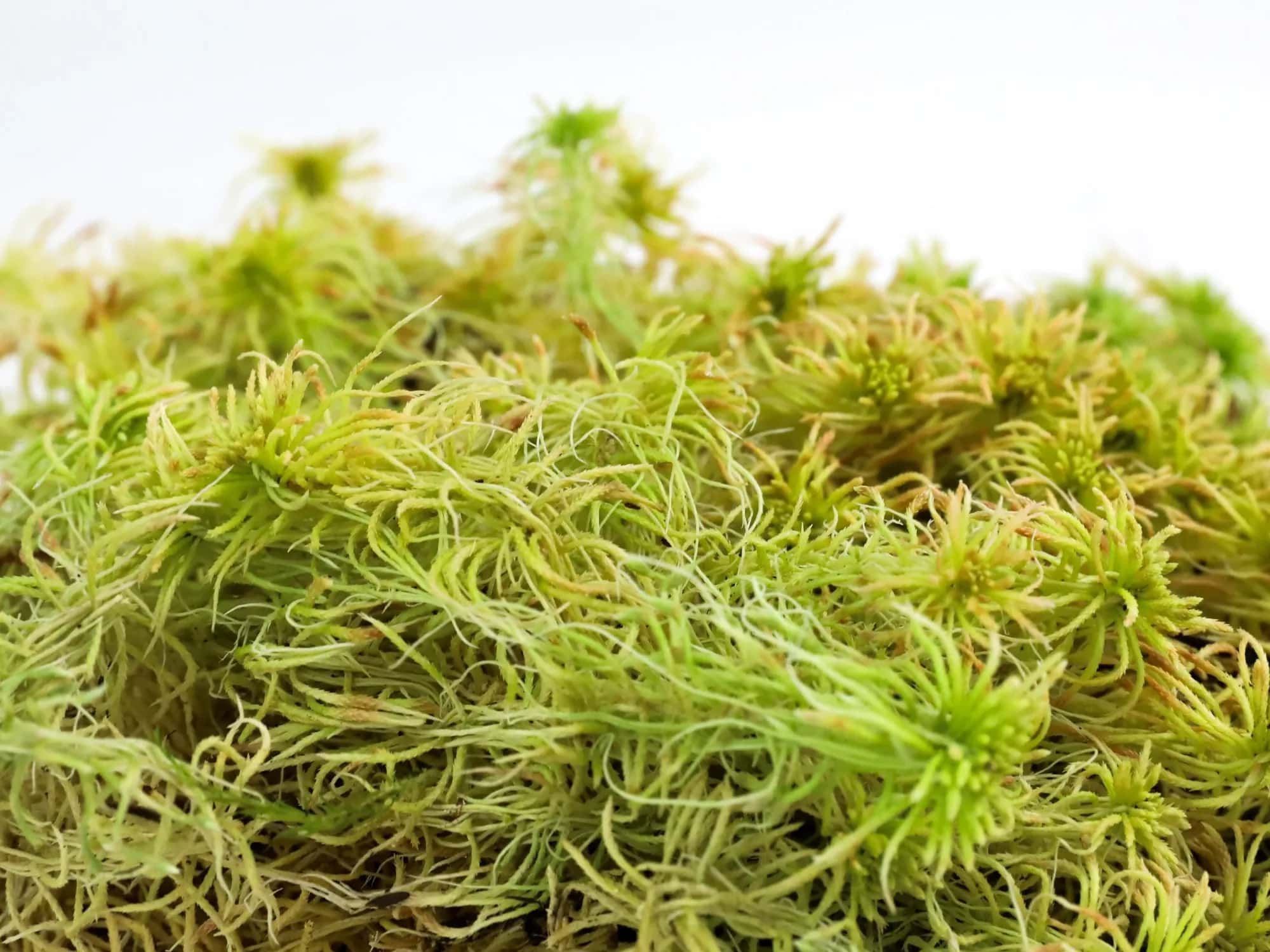 Loose, pale yellow-green sphagnum moss with its open star-shaped heads