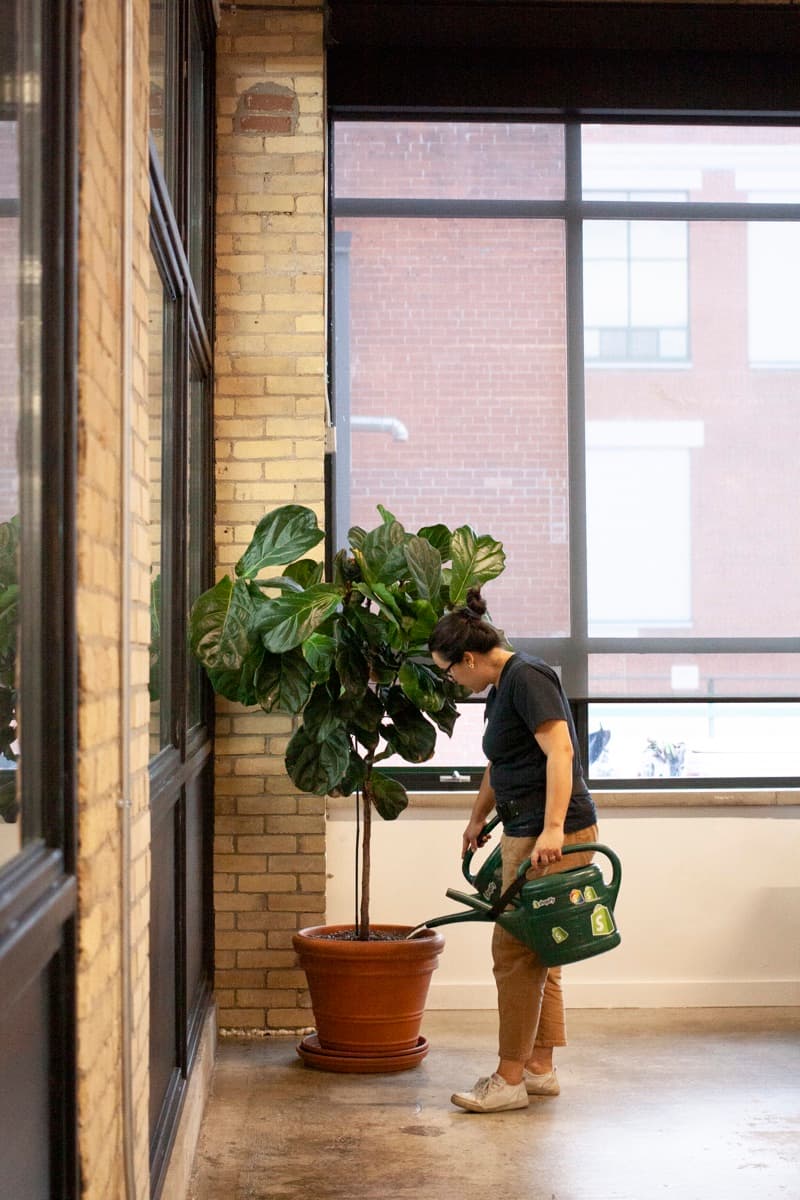 Benji's plant specialist caring for office plants