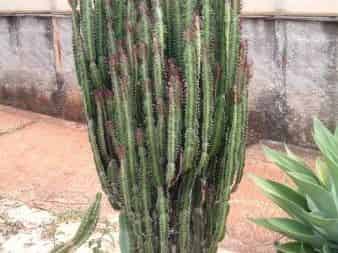 Euphorbia trigona (African milk tree) as a whole potted specimen with upright ribbed triangular stems