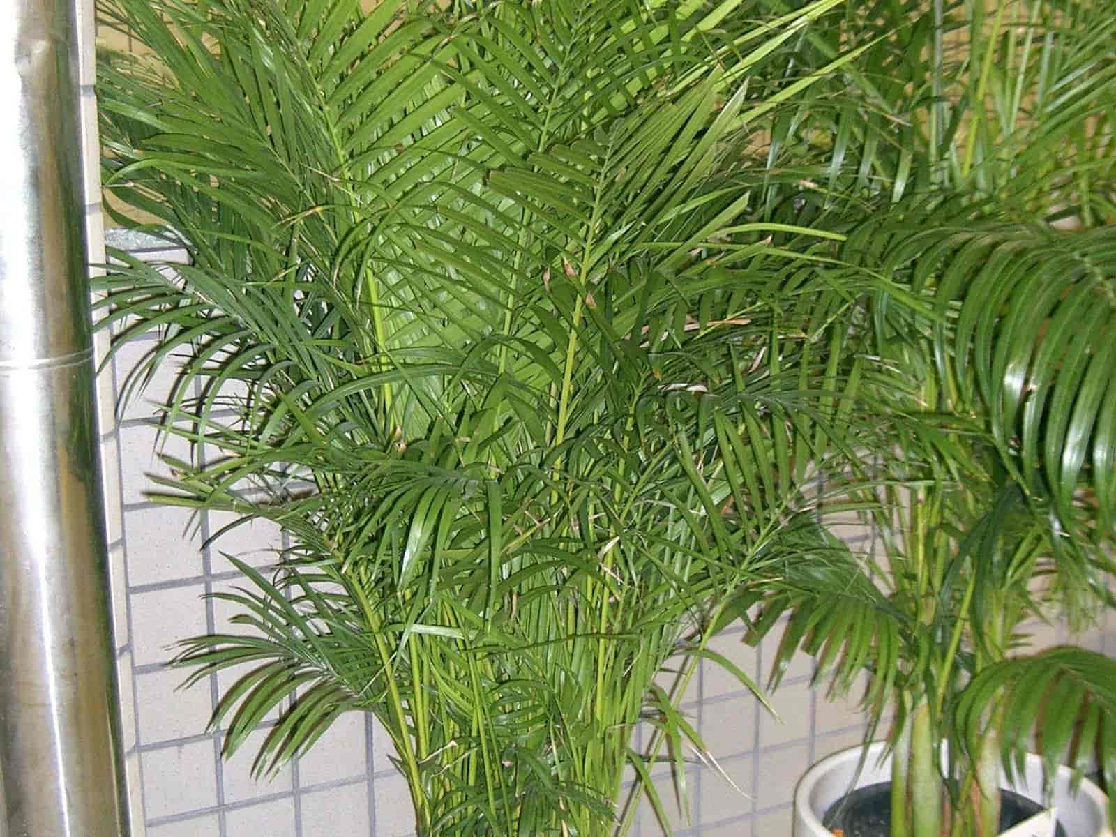Areca palm (Dypsis lutescens) as a full potted indoor specimen with clustered yellow-green canes and feathery fronds