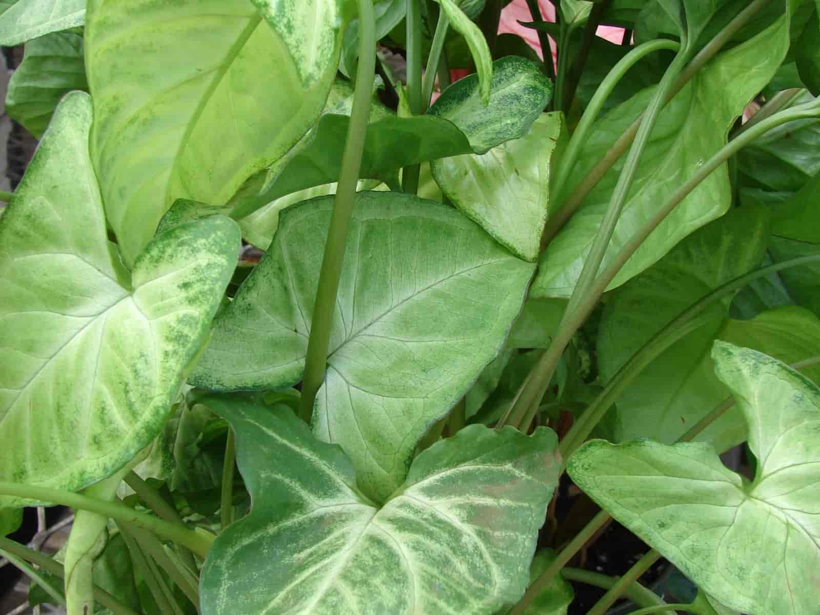Syngonium podophyllum arrowhead plant with variegated arrow-shaped leaves and trailing stems in a pot
