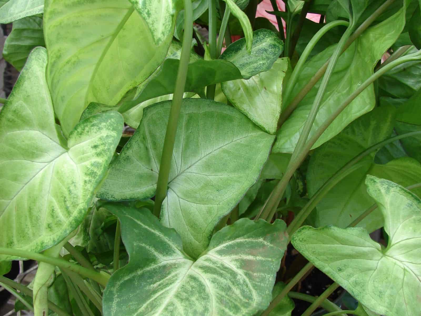 Syngonium podophyllum arrowhead plant with variegated arrow-shaped leaves and trailing stems in a pot