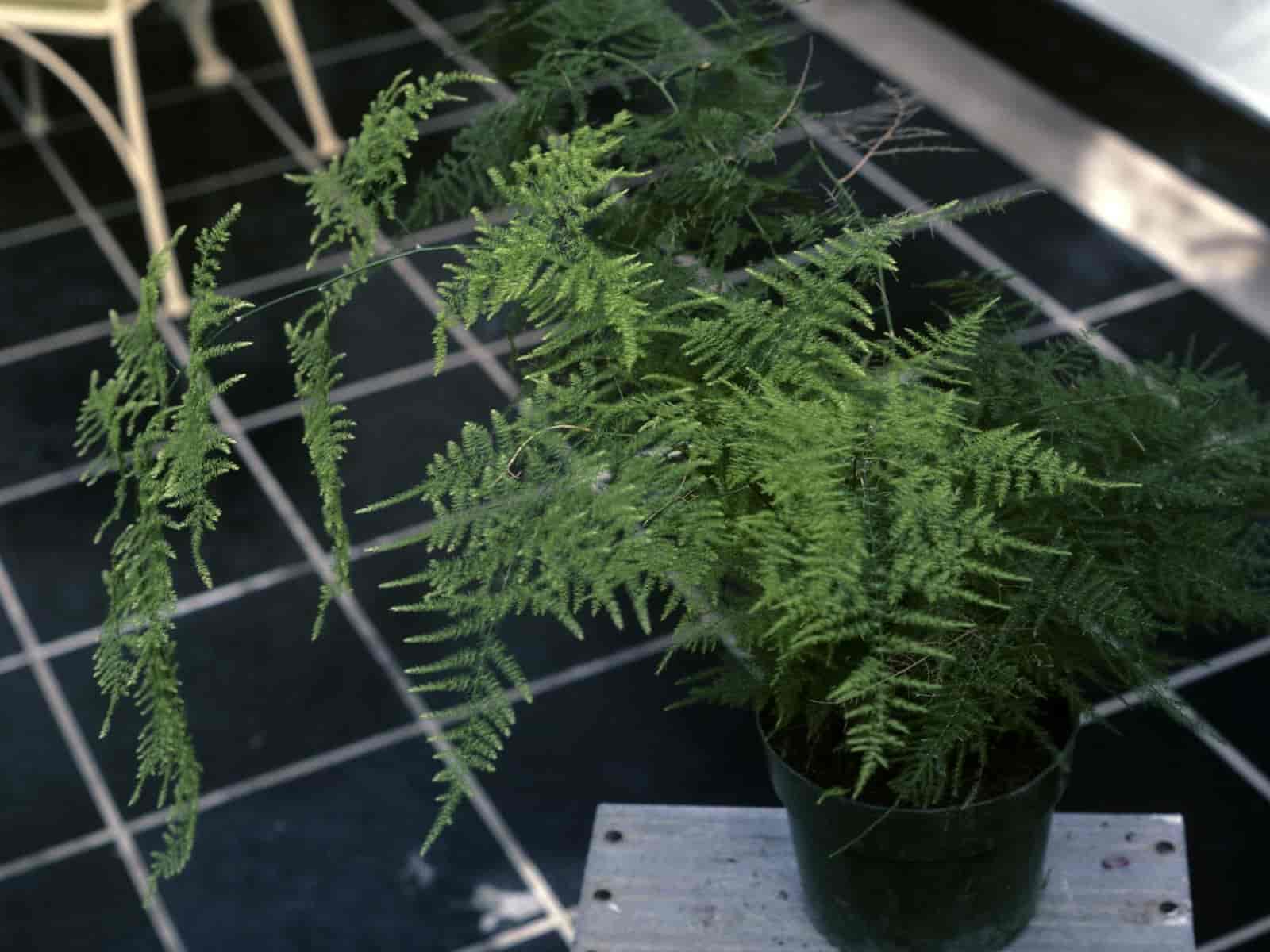 Potted asparagus fern with feathery needle-like fronds cascading from a black nursery pot