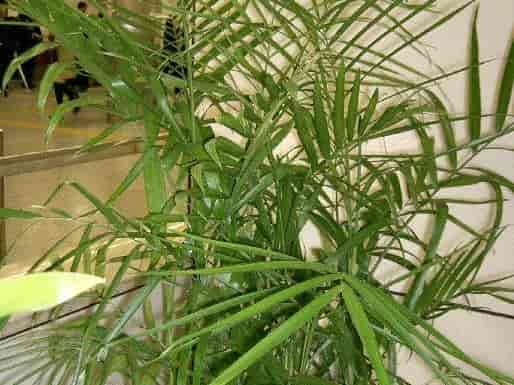 Potted bamboo palm with clustering thin canes and arching pinnate fronds indoors