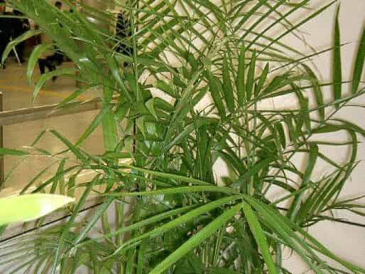 Potted bamboo palm with clustering thin canes and arching pinnate fronds indoors