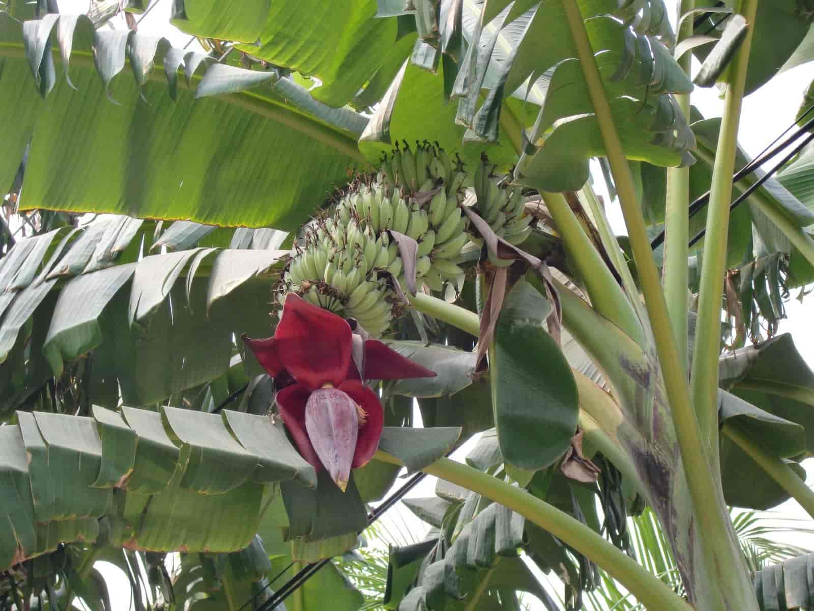 Banana plant outdoors with large paddle-shaped leaves, a developing fruit bunch, and dark red flower bud