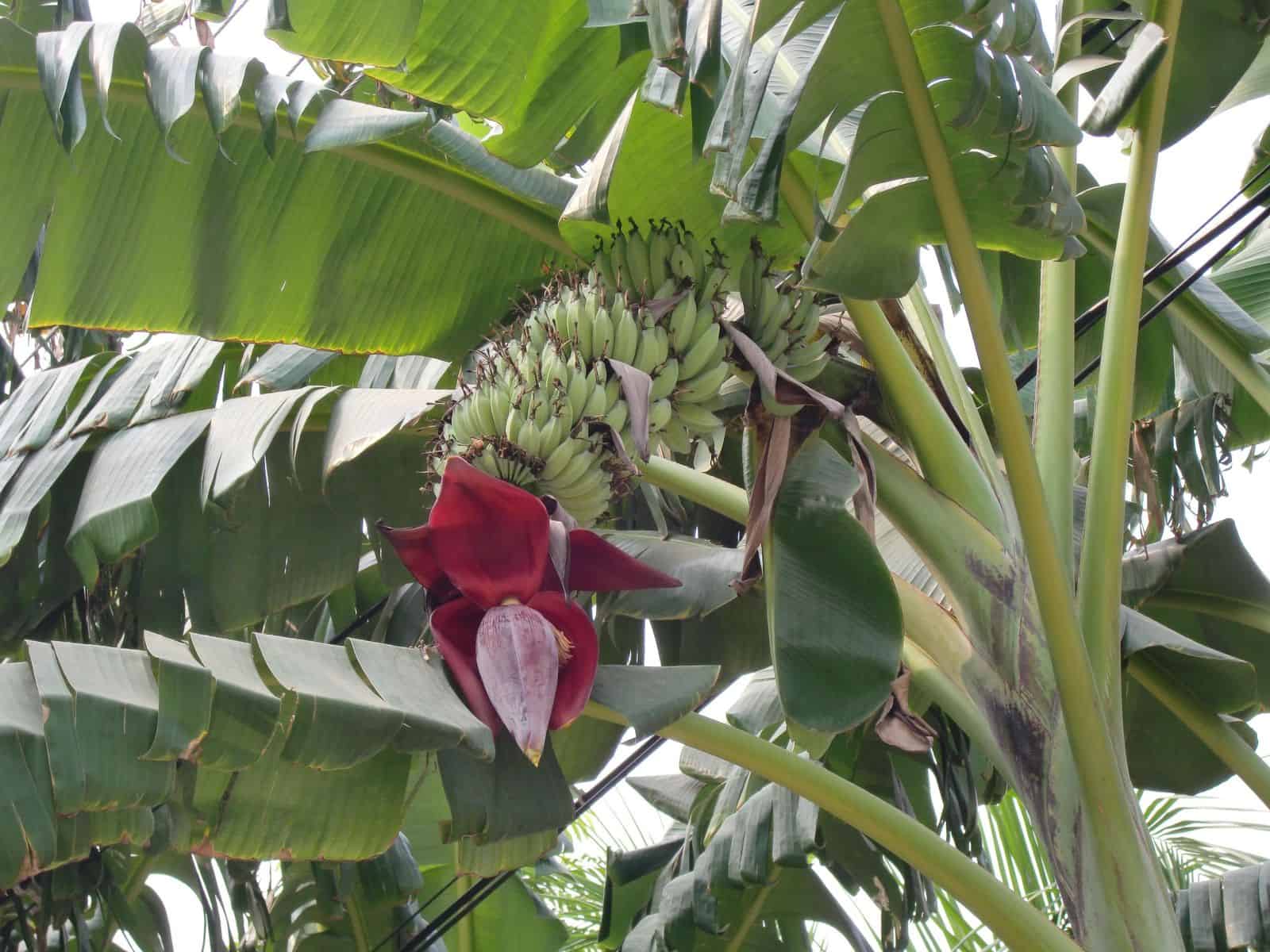 Banana plant outdoors with large paddle-shaped leaves, a developing fruit bunch, and dark red flower bud