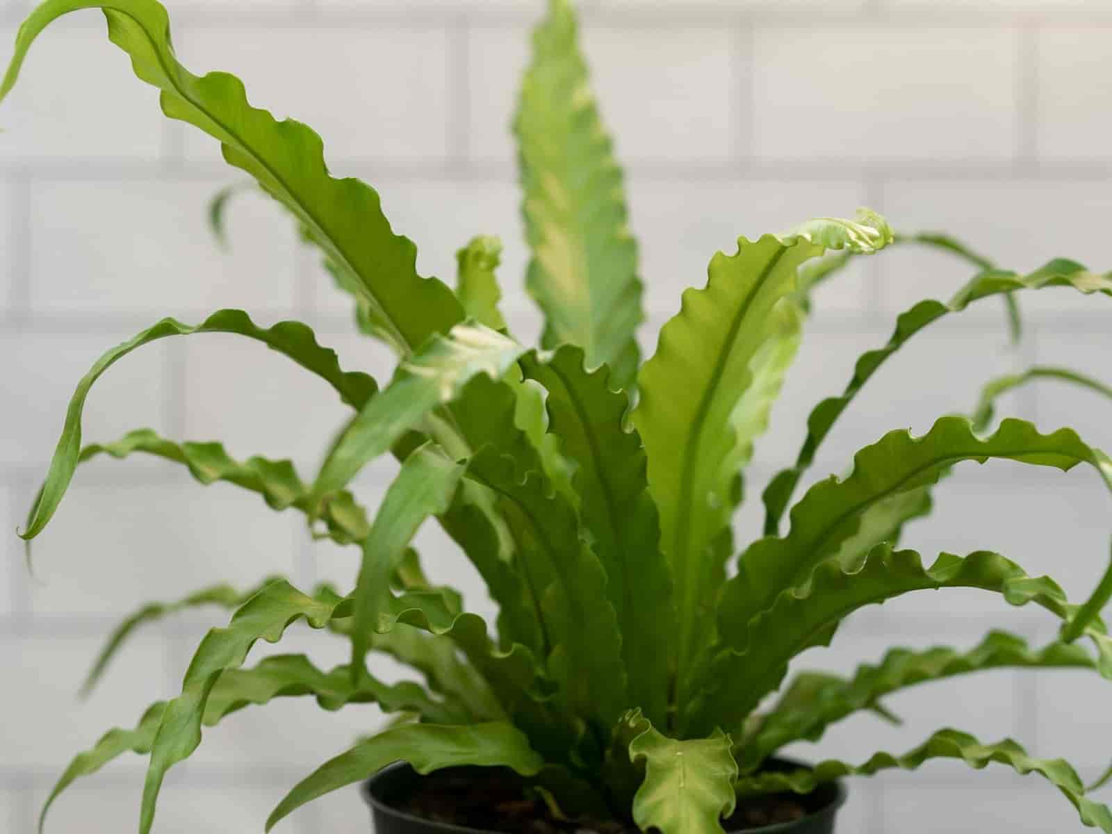 Bird's nest fern with wavy bright green fronds in a dark pot