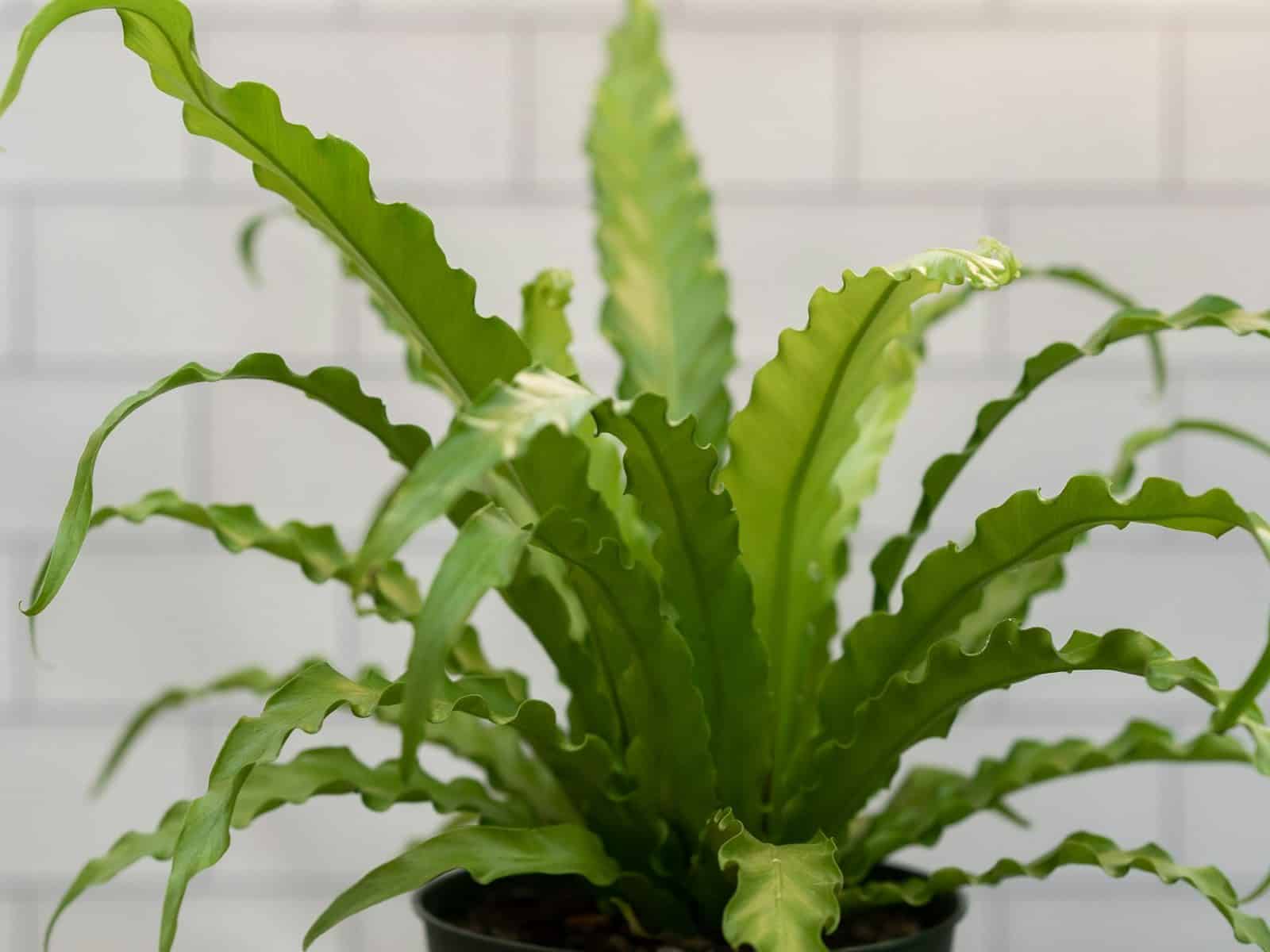 Bird's nest fern with wavy bright green fronds in a dark pot