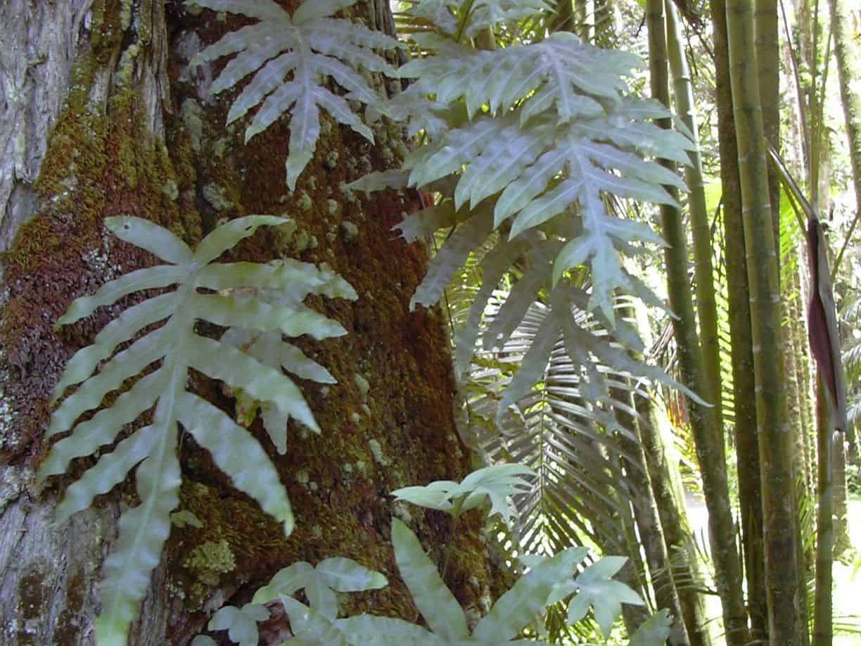 Blue-green lobed fern fronds growing on a moss-covered tree trunk