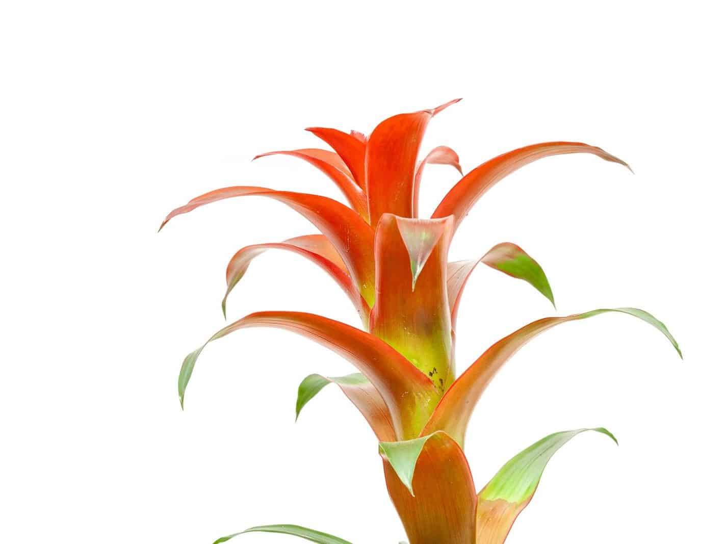 Bromeliad with a vivid orange-red flower bract above green leaves