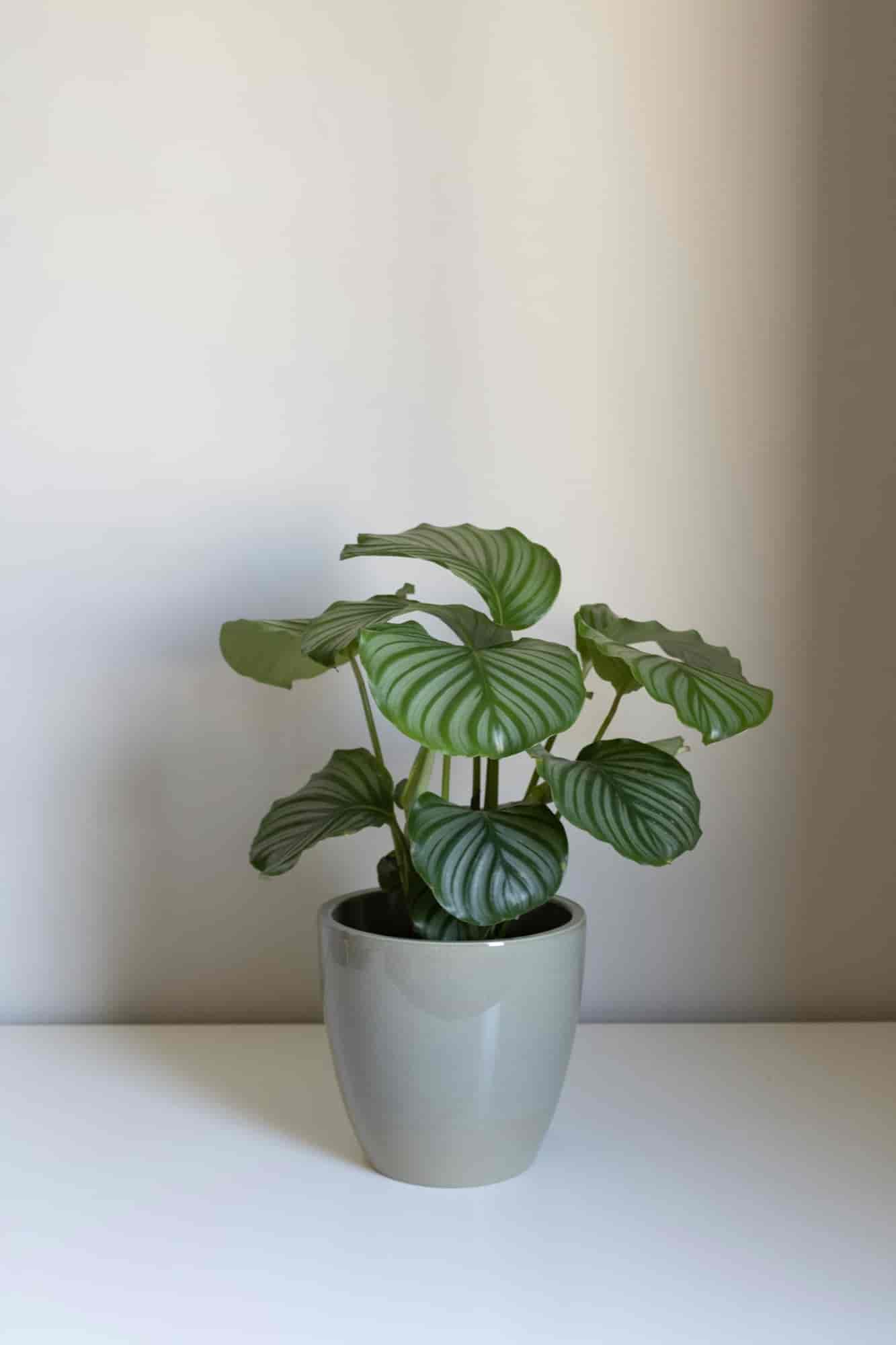 Calathea orbifolia with round striped leaves in a pale ceramic pot