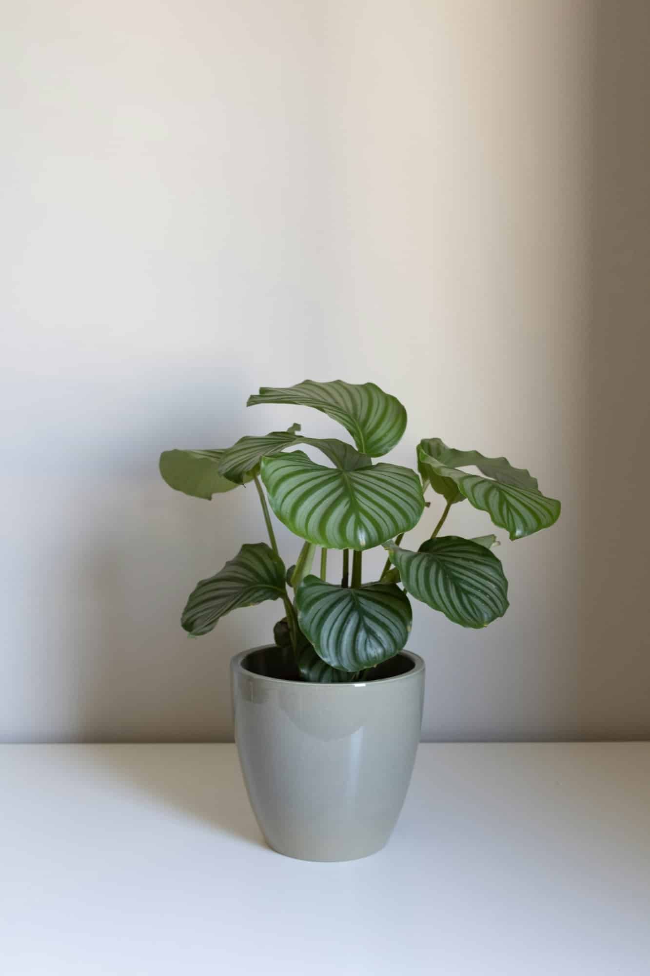 Calathea orbifolia with round striped leaves in a pale ceramic pot