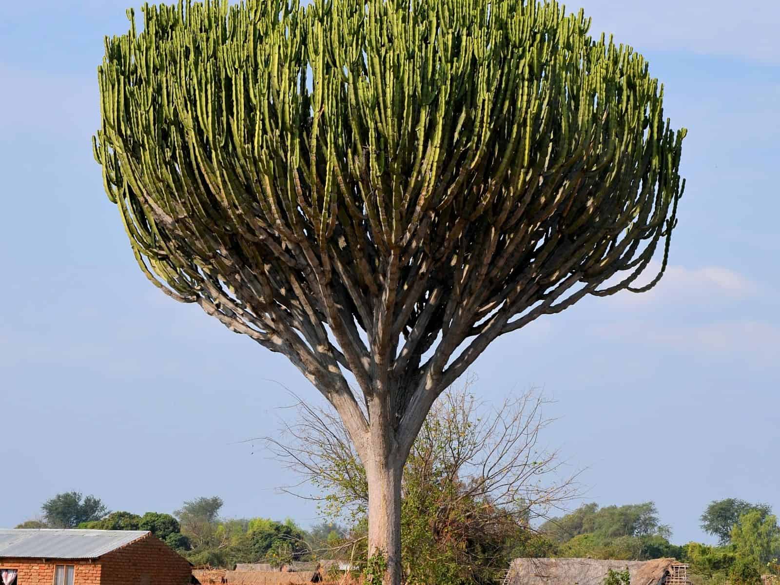 Large candelabra cactus tree with upright branching succulent stems against blue sky