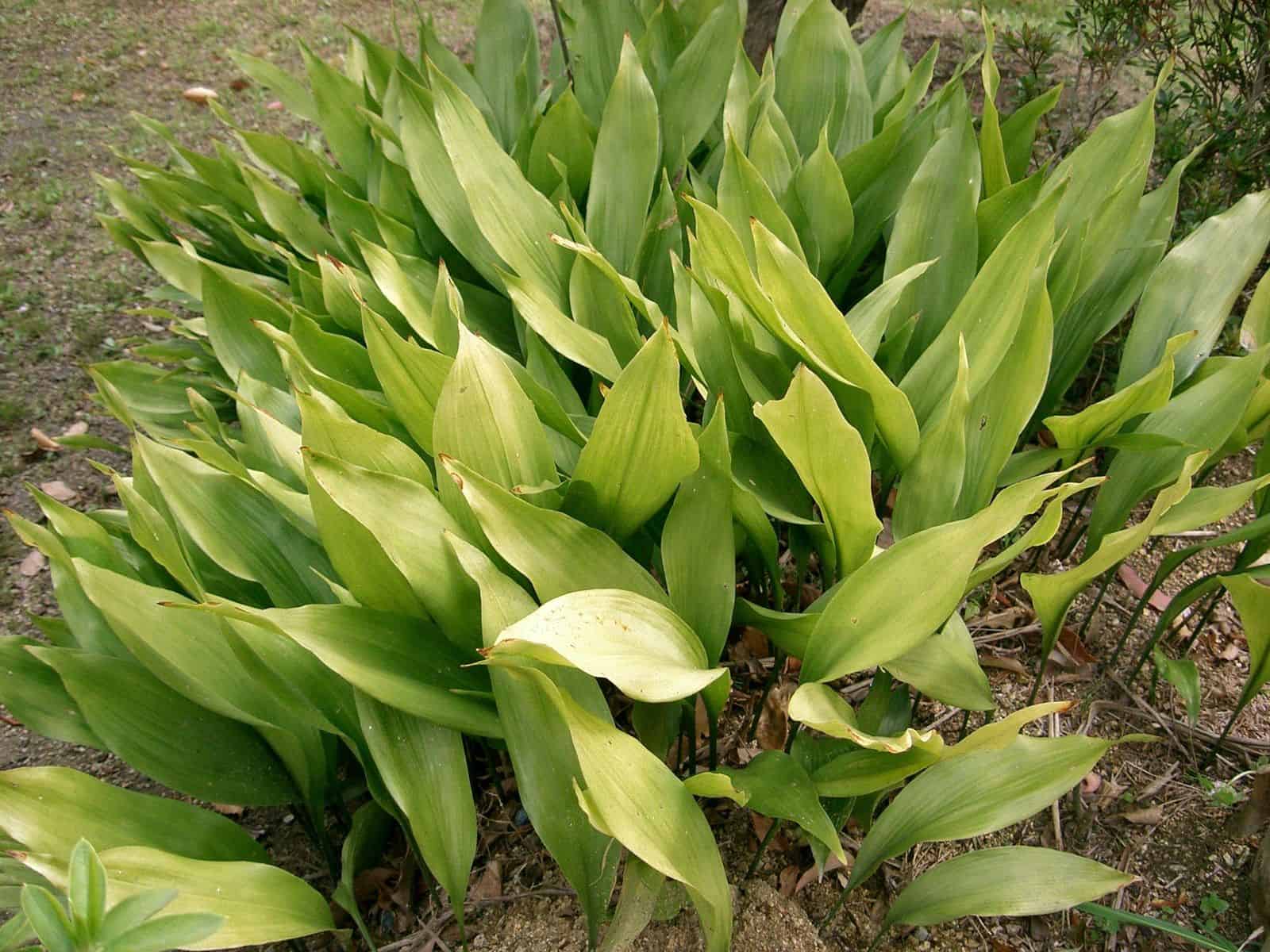 Dense clump of upright lance-shaped cast iron plant leaves growing outdoors