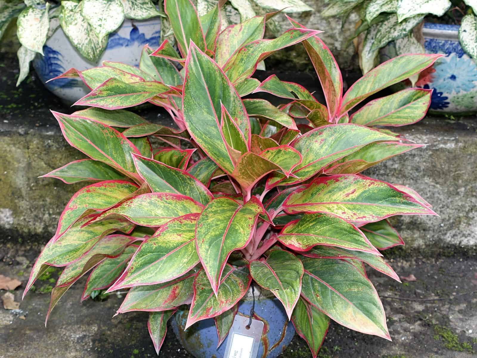 Potted red-and-green variegated Aglaonema (Chinese evergreen) with a plant identification tag