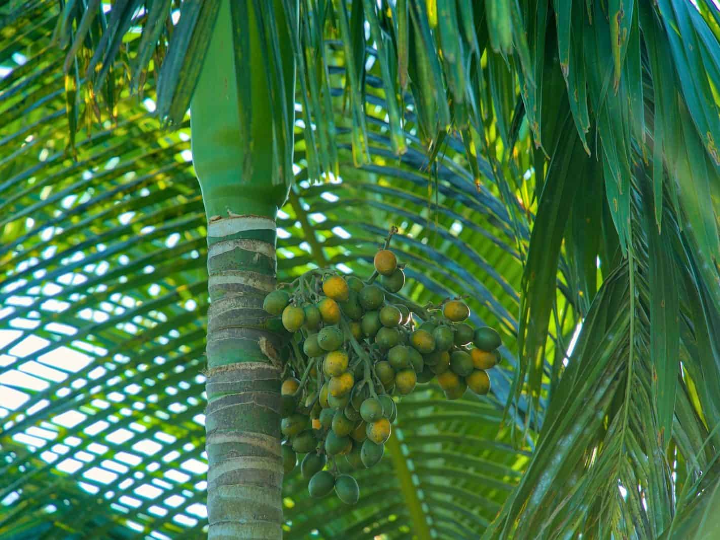 Close-up of a single palm's smooth, ringed grey-green trunk topped by a glossy bright-green crownshaft, with a cluster of green-and-yellow round fruit hanging beneath it and arching pinnate fronds in the background.