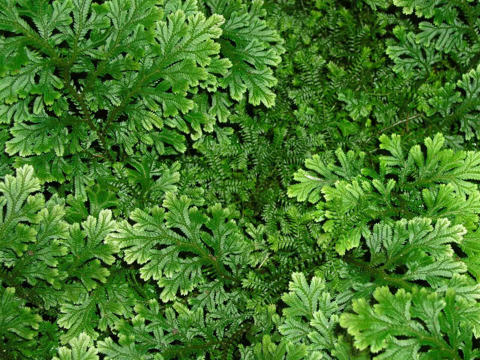 Dense mat of flattened, feathery club moss fronds forming a low ground cover