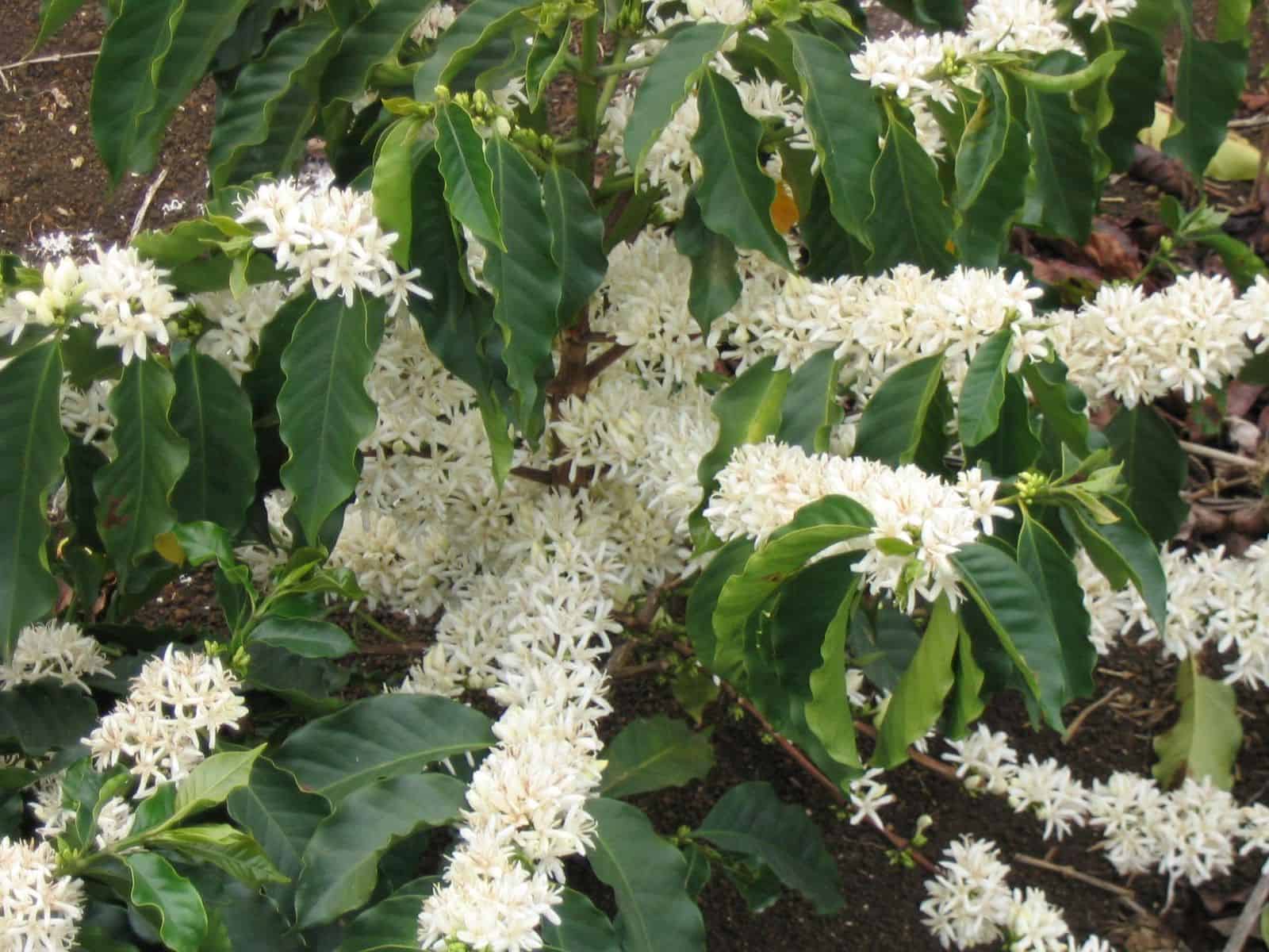 Coffee plant shrub covered in clusters of small white flowers among glossy dark green leaves