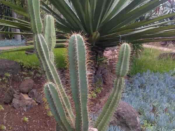 A columnar Cereus repandus cactus with several upright ribbed, spiny stems growing in a garden bed next to a yucca plant.