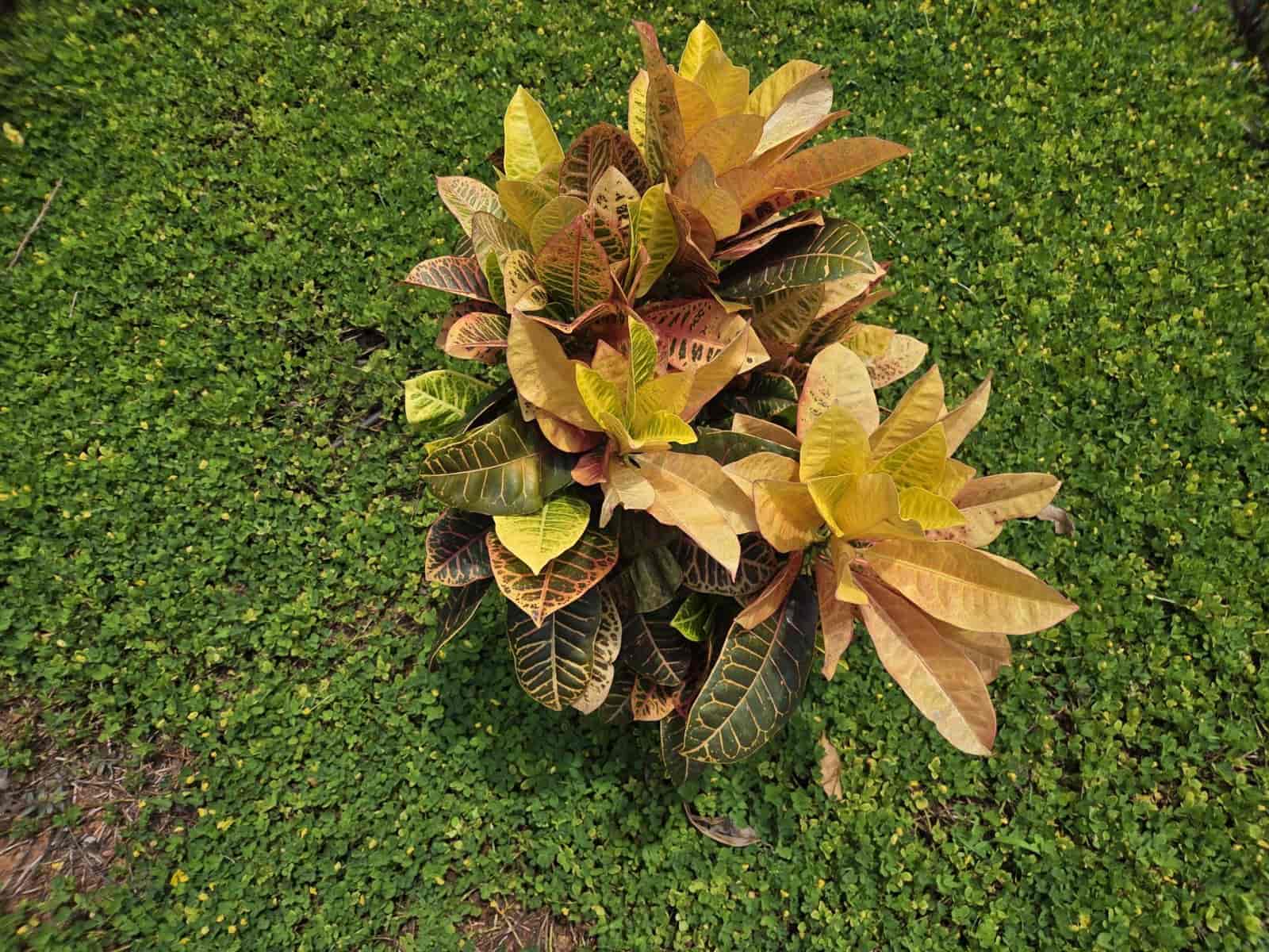 Croton 'Petra' plant with leathery leaves veined in yellow, orange, red and green, top-down view of the full plant