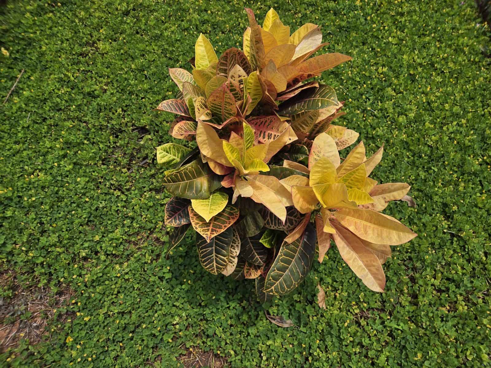 Croton 'Petra' plant with leathery leaves veined in yellow, orange, red and green, top-down view of the full plant