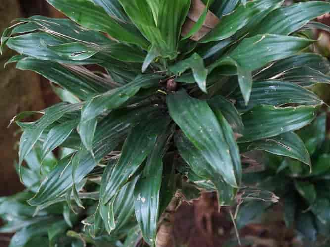 Dense, tightly packed rosette of dark green Dracaena fragrans 'Compacta' leaves on a cane