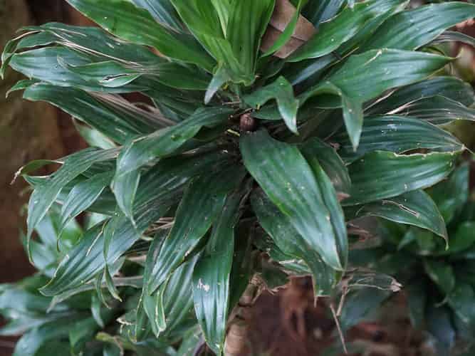 Dense, tightly packed rosette of dark green Dracaena fragrans 'Compacta' leaves on a cane